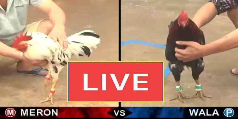 Giới thiệu đá gà 58Win là gì?