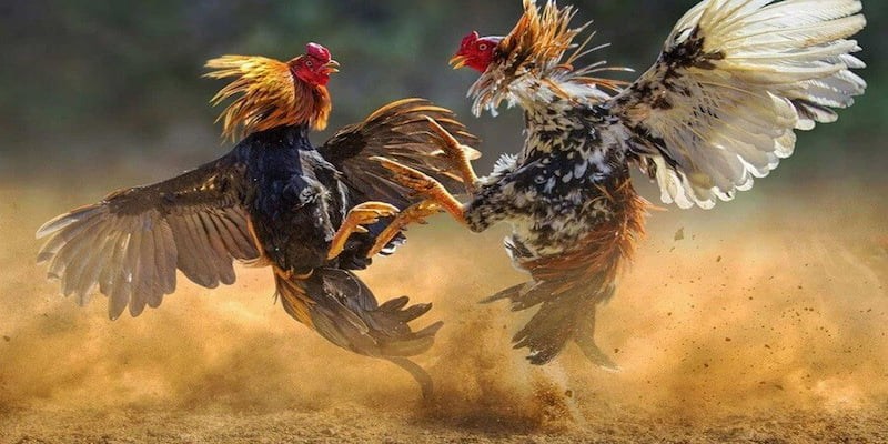 Đá gà cựa dao là hình thức chọi gà có gắn thêm lưỡi dao