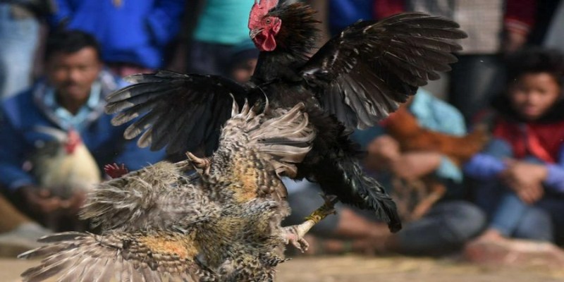 Luật chơi cơ bản trong đá gà cựa dao