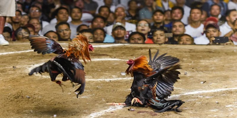 Giải mã sức hút của đá gà cựa sắt tại 58WIN