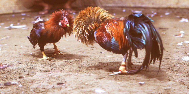 Hãy chọn lựa chiến kê phù hợp để nâng cao khả năng thắng